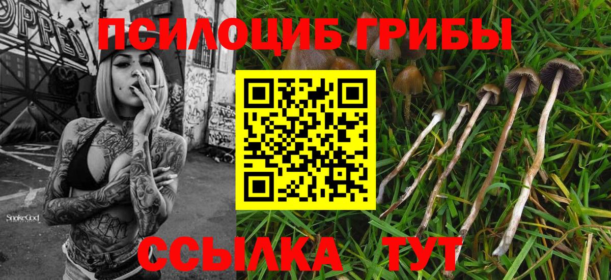 Псилоцибиновые грибы Psilocybine cubensis Клинцы